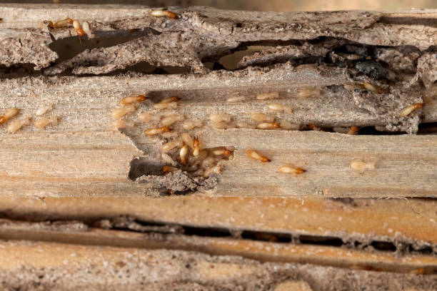 Best Affordable Pest Control Services  in Dunmore, PA